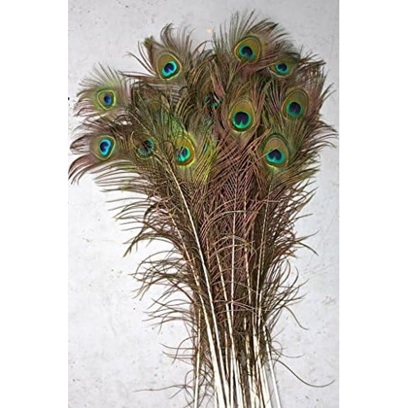 Natural Peacock Feathers, Big Eyed, Long and Lush, 40-45" Per Bundle of 50$$Art & Craft