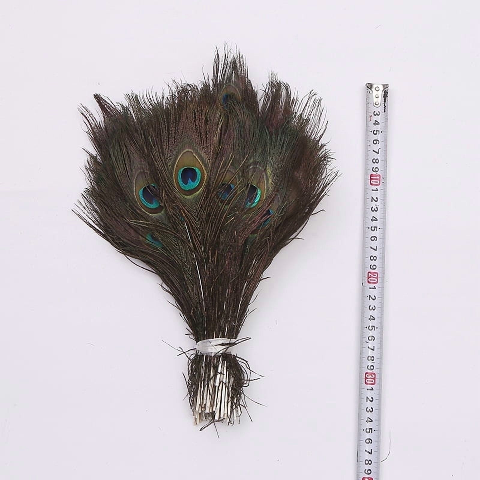 Natural Peacock Feathers Bulk Pack 50 Pieces, 10–12 Inch (25–30 cm), for DIY Crafts, Home, Wedding and Event Decoration
