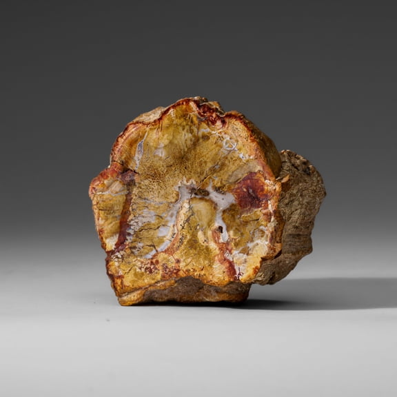 Natural Petrified Wood Log from Madagascar (1 lbs)