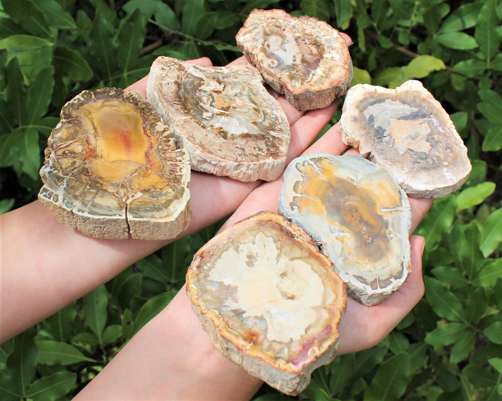 Natural Petrified Wood Slabs 1.5 - 4" (Fossilized Wood, Polished Petrified Wood)