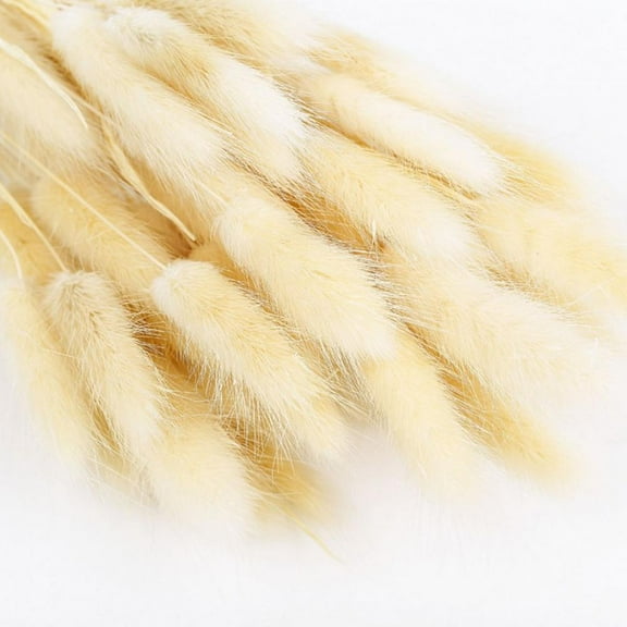 Natural Rabbit Tail Grass - 50 Pieces, Bunny Rabbit Tail Dried Flowers Pampas Grass for Home, Wreaths, Vase, Wedding