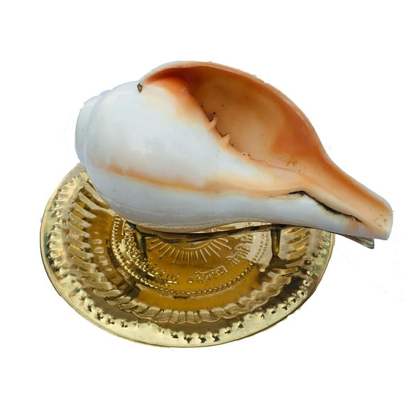 Natural Sacred Puja Blowing Shankh/Shanku/Conch with Brass Shank Stand (Size:- 6x6x12CM) By Indian Collectible