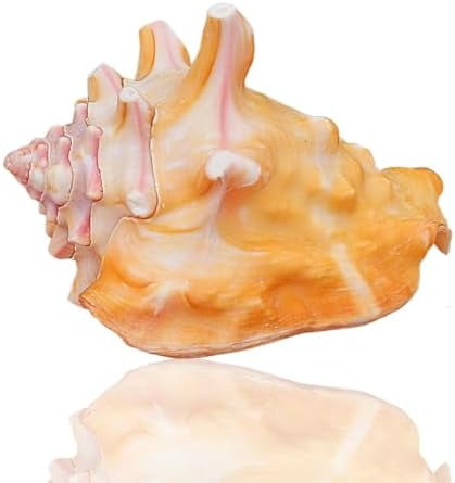 Natural Sea Beach Seashells,Huge Ocean Conch, Natural Rouge Sea Shells ...