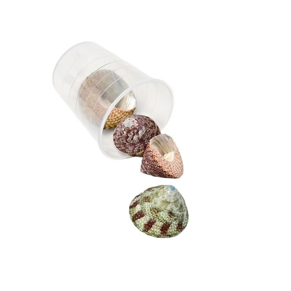 Natural Sea Seashells Craft Set Unique Seashells Projects Crafting Shells for Jewelry Decors and Artistic Creations