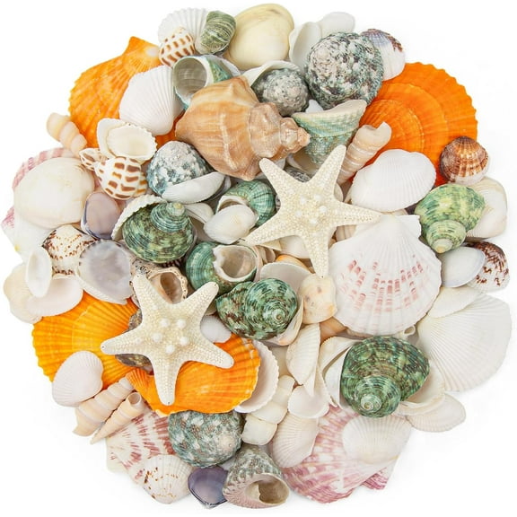 Natural Sea Shell Mixed Ocean Shells Set - 0.8"-2.5" Various Sizes Seashell Conch Shells & Starfish for Beach Themed Decor, DIY Crafts, Vase Fillers, Fish Tank, Home, Wedding and Party Decoration