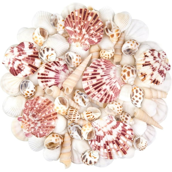 Natural Sea Shell Mixed Ocean Shells Set, 0.8"-2.5" Various Sizes Seashell, Scallop & Conch Shells for Beach Themed Decor, DIY Crafts, Vase Fillers, Fish Tank, Home, Wedding and Party Decoration