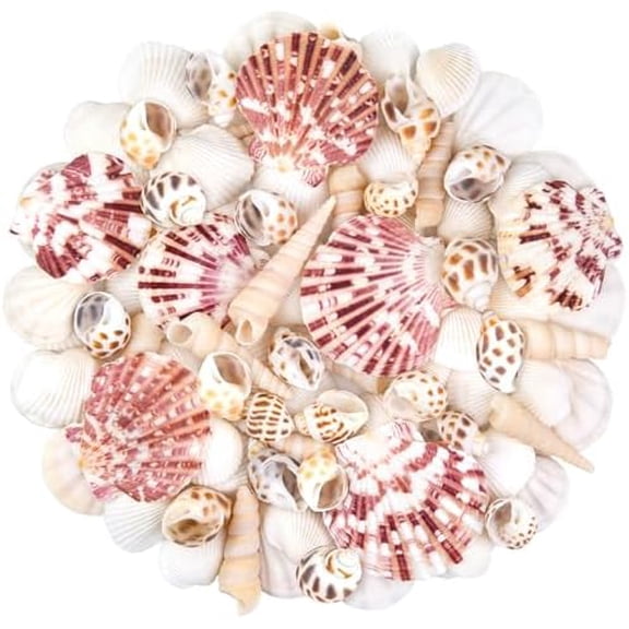 Natural Sea Shell Mixed Ocean Shells Set, 0.8"-2.5" Various Sizes Seashell, Scallop & Conch Shells for Beach Themed Decor, DIY Crafts, Vase Fillers, Fish Tank, Home, Wedding and Party Decoration