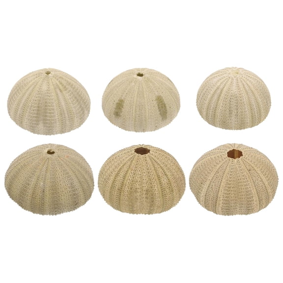 Natural Sea Urchin Shells 6Pcs for Aquarium Decor Vase Fillers DIY Crafts