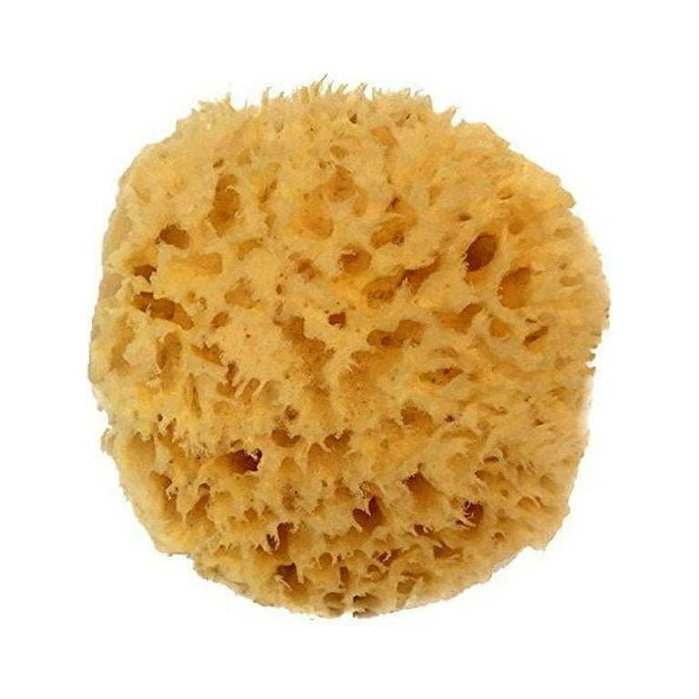 Caribbean natural sea sponge combo pack