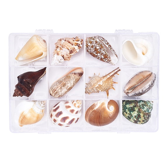 Natural Shell Home Display Decoration Sets No Hole/Undrilled Mixed Color 40~55mm 12pcs/box for DIY