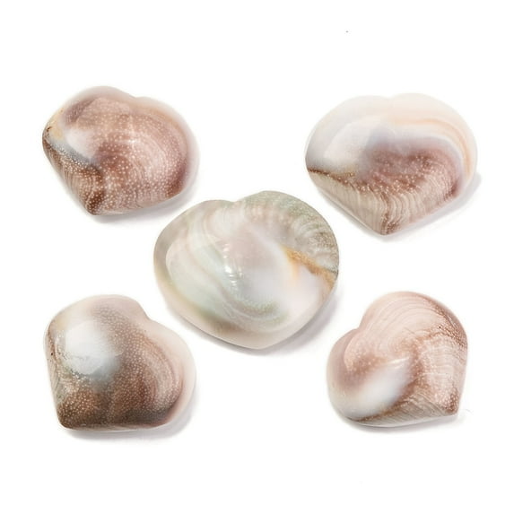 Natural Shiva Eye Shell Cabochons Heart Rosy Brown 33~40x37~45x12~15mm