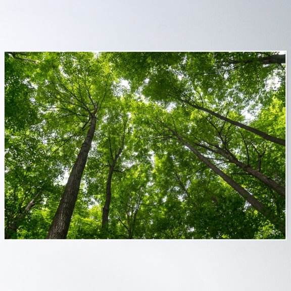 Natural Skylights - Biophilic Ceiling in the Forest Poster, 24x36 UNFRAMED