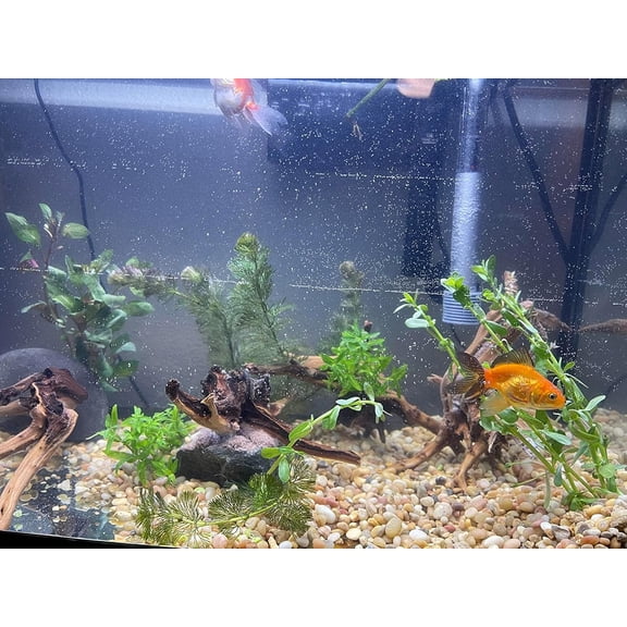 Natural Spiderwood Driftwood for Aquarium Decor Freshwater Reptile