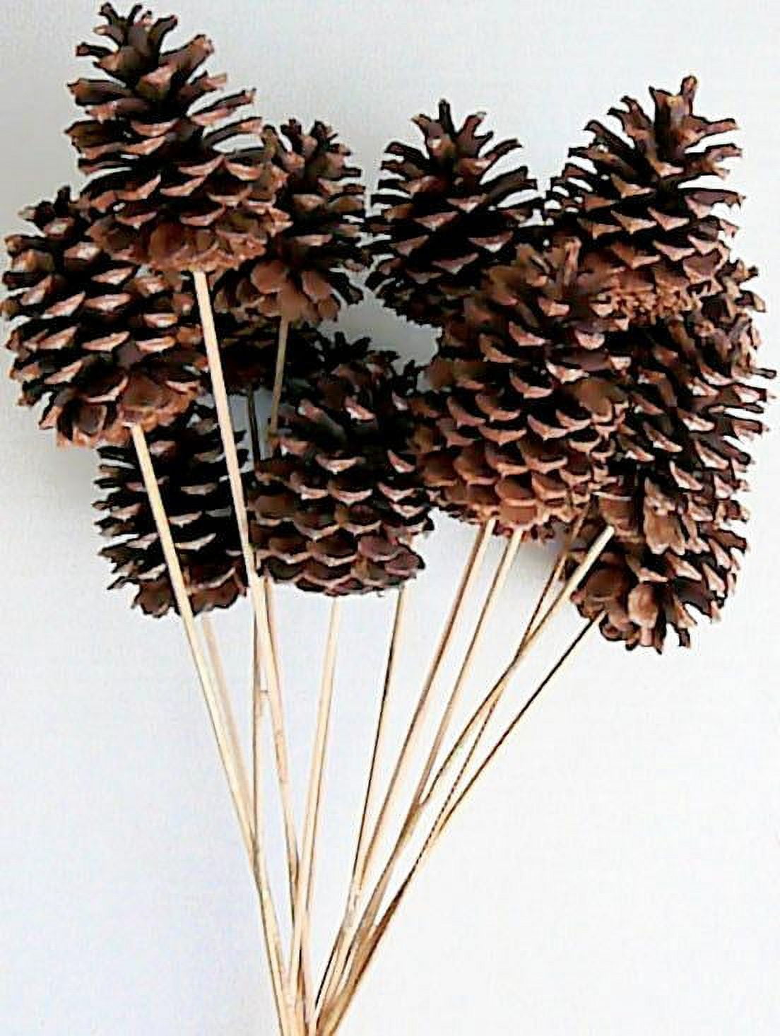 4.5 Natural Jumbo Pine Cone Pick - Orman Inc.