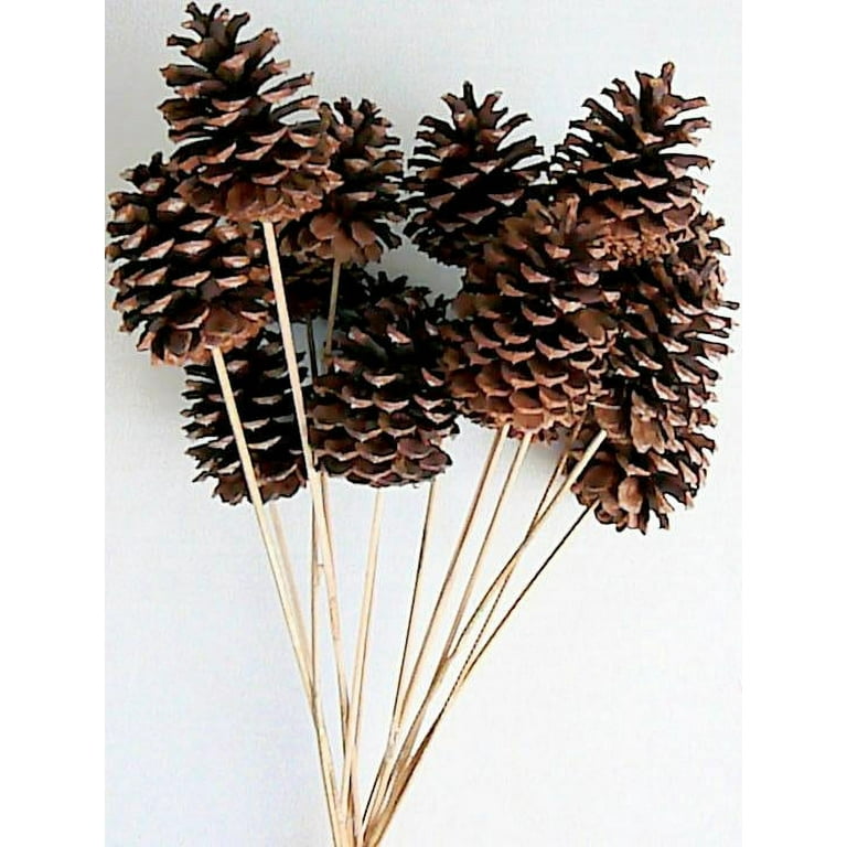 Natural Pinecone on Stick - Single Stem Natural Pinecone on Stick - Single Stem