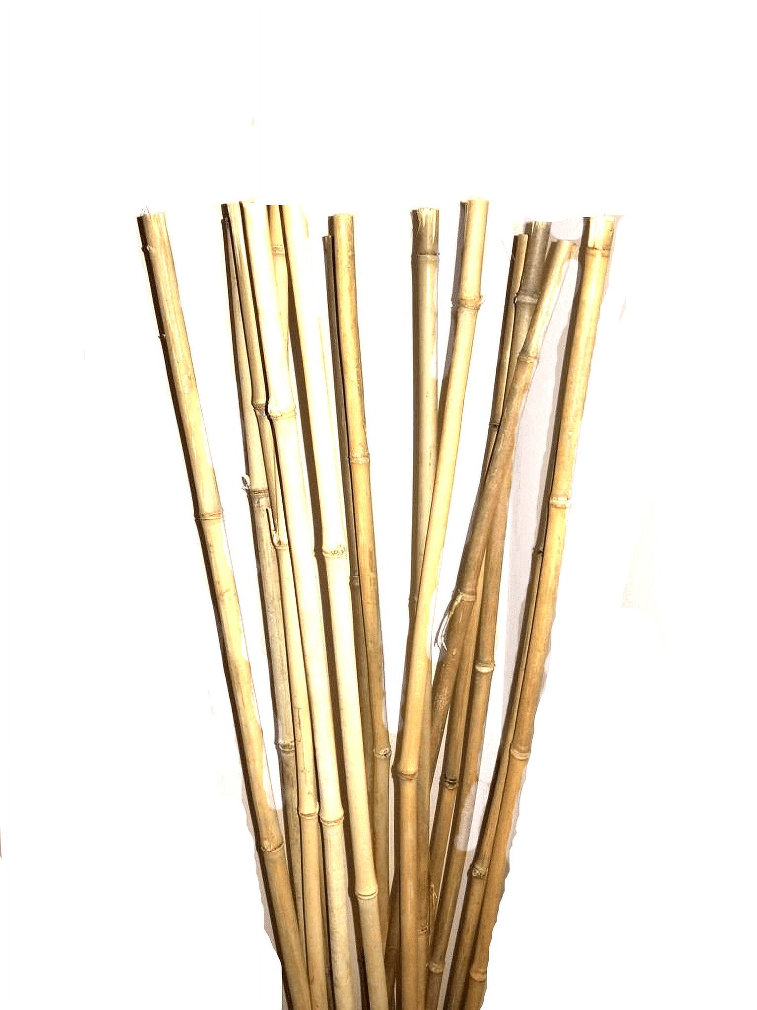 Natural THICK bamboo Stakes 5 Feet Tall About Half Inch Diameter - Pack ...