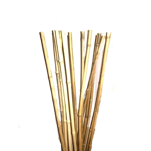 Natural THICK bamboo Stakes 5 Feet Tall About Half Inch Diameter - Pack of 16 - Natural Yellow