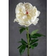 thumbnail image 1 of Natural Touch Large Cream White Peony Flowers, 1 of 4