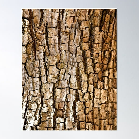 Natural Tree Bark Wood Pattern Unique Nature Design Poster Wall Art, Modern Wall Decor For Living Room Bedroom, 24x36 UNFRAMED