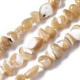 thumbnail image 1 of Natural Trochid Shell/Trochus Shell Beads Strands Chips 3.5~13x6~12x3~8mm Hole: 0.9mm about 68~73pcs/strand 15.35 inch~15.94 inch(39~40.5cm), 1 of 3