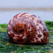 Natural Turbo Shell Hermit Crab Replacement Snail Shell Aquarium Decor Fish Tank Marine Ornament Coastal Display 1PC