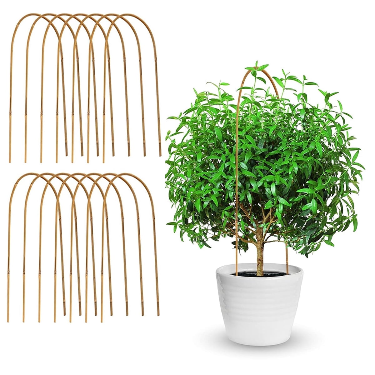 Loop Support Plant Natural U Hoops Bamboo Plants Trellis Tutuviw 10Pcs 16 in U-Shape ...