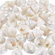 Natural Undrilled Spiral Seashells 100g42pcs Ocean Beach Sea Shells 0.71 inch Floral White NO Hole Shells for DIY
