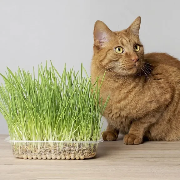 Natural Wheatgrass Seeds for Cats Grass Planter Seeds Easy to Grow Unbranded