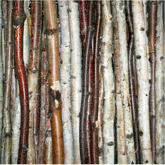 Natural White Birch Sticks 48" 3/Pkg-.5" To 1"