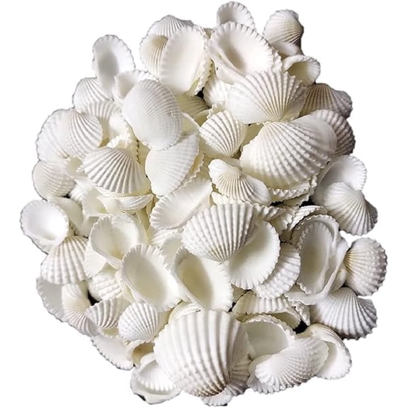 Natural White Cockle Clam Seashells Bulk Small Scallop Shells for DIY Crafts, Beach Wedding, Aquarium Decor, & Vase Fillers