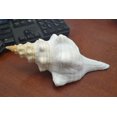 thumbnail image 1 of Natural White Horse Conch Triplofusus Giganteus Seashell 6" - 7", 1 of 4