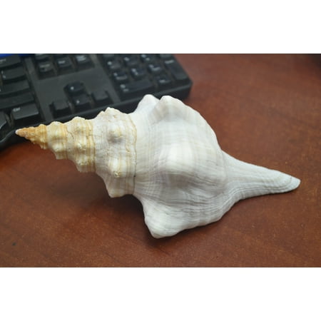 Natural White Horse Conch Triplofusus Giganteus Seashell 6" - 7"
