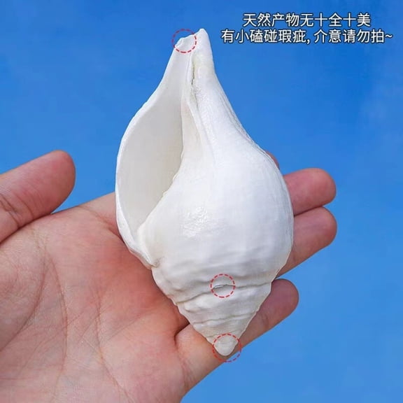 Natural White Lead Conch Shell 11 to 12cm Aquarium Decor Coastal Style Home Ornament Marine Craft Gift Display Piece