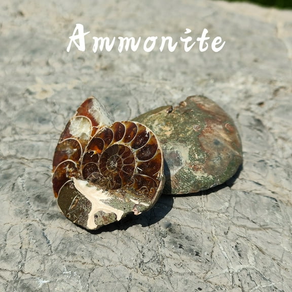 Natural Whole Ammonite Fossil Specimen Authentic 0.39-1.37 Inch Prehistoric Nautiloid Stone for Collectors, Educational Use, Home Dcor & Display