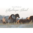 thumbnail image 1 of Natural Wonders of Assateague Island, (Hardcover), 1 of 1