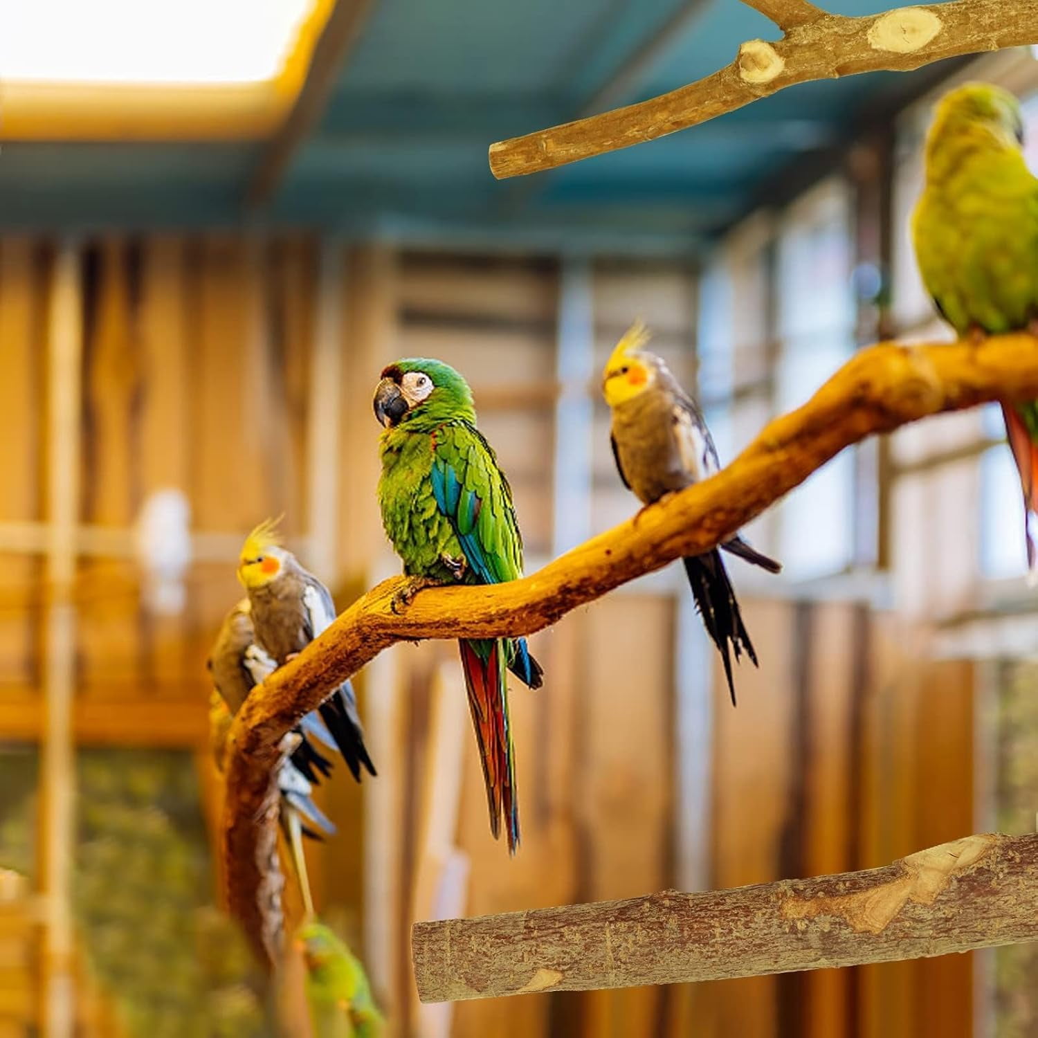 Photo inspiration: Gallery Detail: Natural Wood Bird Perches For Cage Parrot Perch Stand Platform