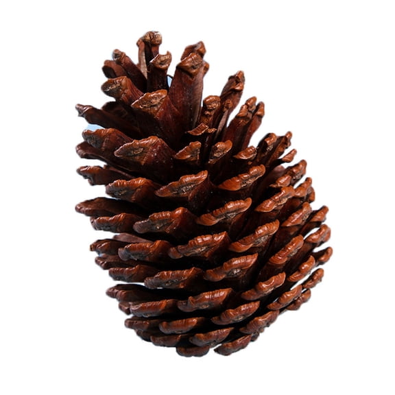 Natural Wood Christmas Decorations Set, 1-Pack Decorative Chestnuts & Pine Cones for DIY Crafts, Christmas Tree Ornaments and Photo Shooting Props
