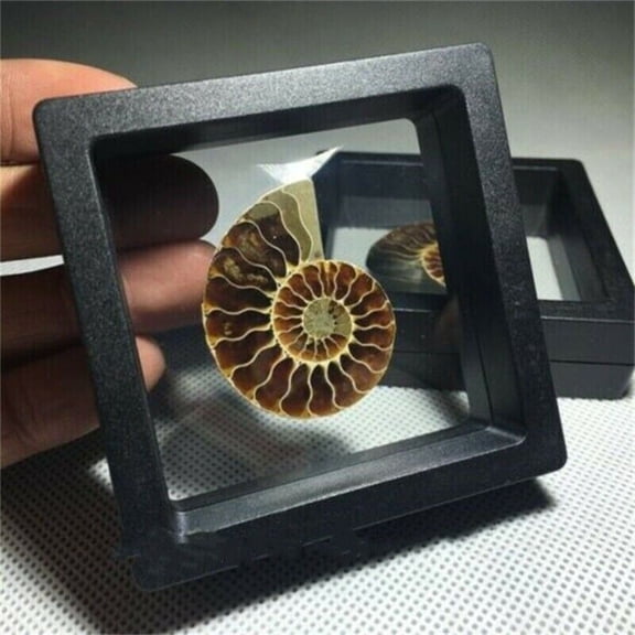 Natural Yameng Stone Shell Conch Sample Crystal Restoration Display Box 1 piece