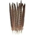 thumbnail image 1 of Natural female ringneck pheasant tail feather, single decorative craft feather for DIY and costumes, 1 of 2