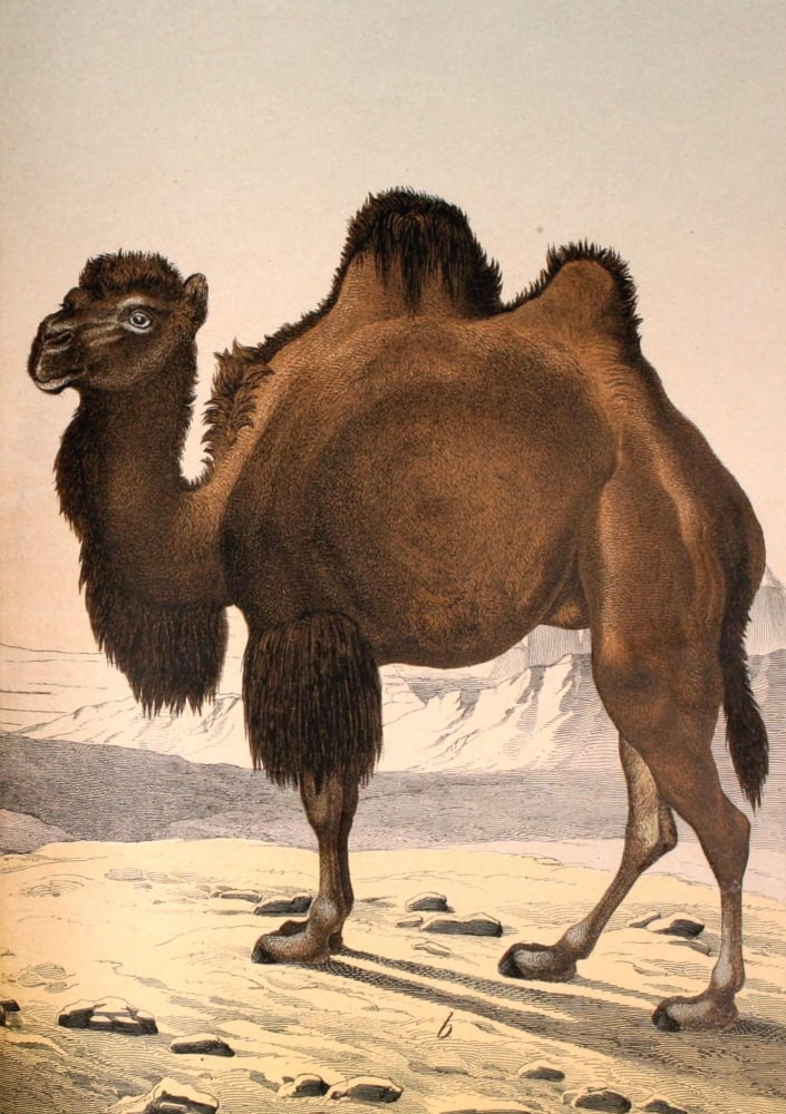 Natural history of the animal kingdom 1889 Bactrian camel Canvas Art - Unknown (24 x 36)
