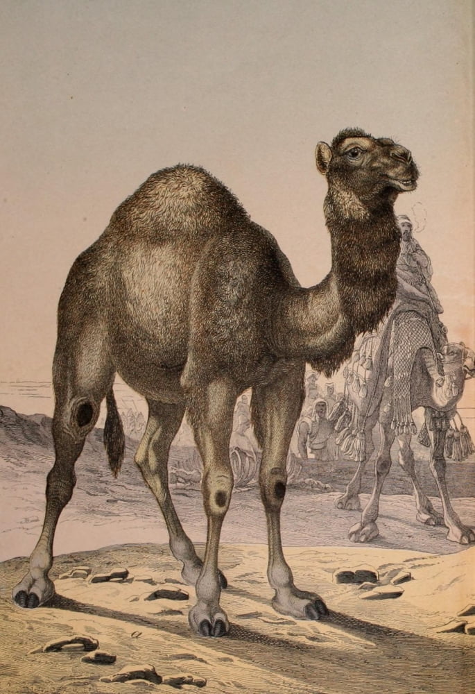 Natural history of the animal kingdom 1889 Dromedary camel Canvas Art - Unknown (18 x 24)