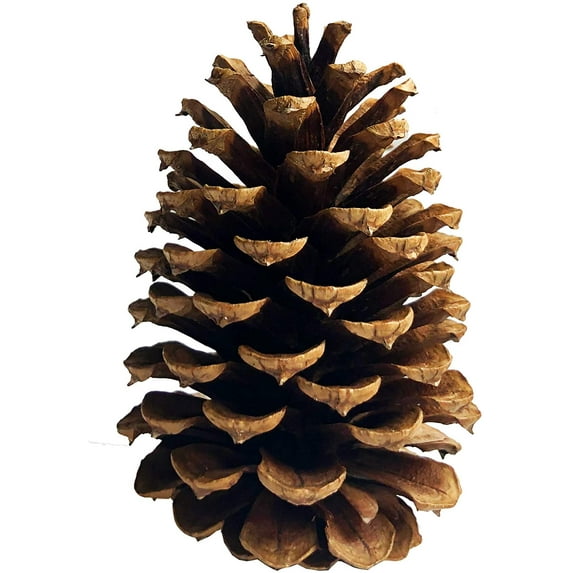 Natural pine cones-Tall Bulk Package All Natural,Real Preserved Pine Cones Big Pinecones and Perfect Natural Pine Cones for Christmas Hanging Ornaments Bowl Vase Fillers (3-4 in(12pcs))