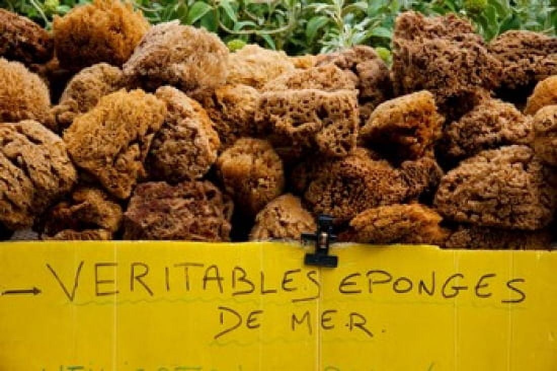Natural sponges for sale in a market Lourmarin Vaucluse Provence-Alpes-Cote dAzur France Canvas Art - Panoramic Images (36 x 24)