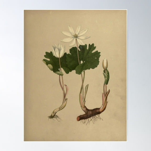 Naturalist Bloodroot Poster Wall Art, Modern Wall Decor For Living Room Bedroom, 8x12 UNFRAMED