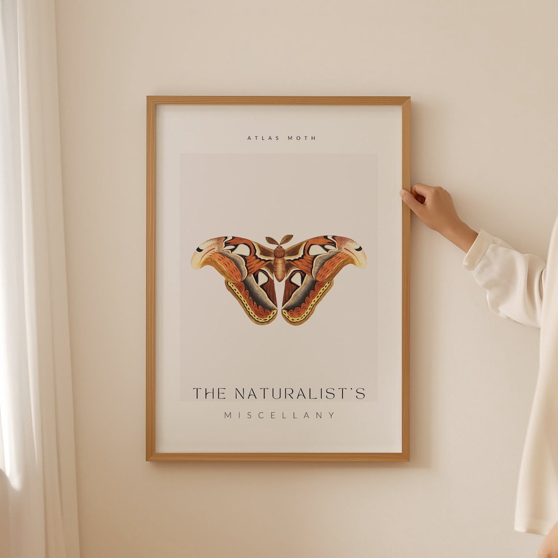 Atlas Insect Naturalist Miscellany Poster, Atlas Moth Butterfly, Botanical Vintage ...