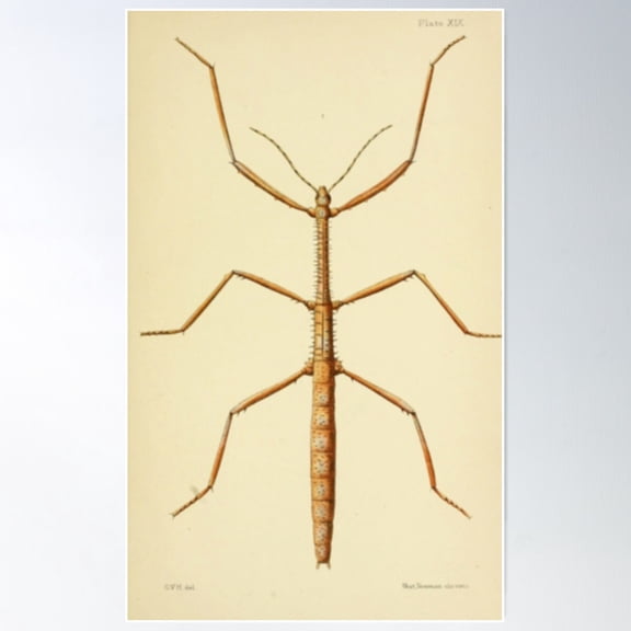 Naturalist Stick Insect Poster Wall Art, Modern Wall Decor For Living Room Bedroom, 24x36 UNFRAMED