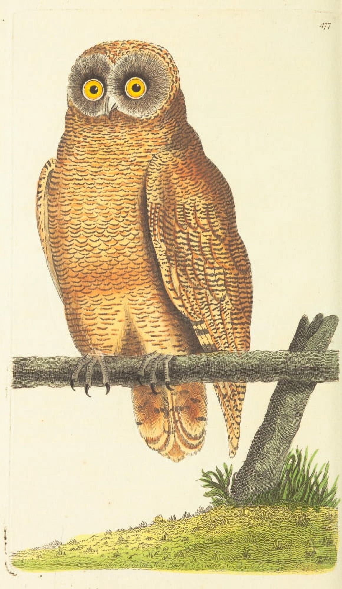 Naturalists Miscellany 1789 Cayenne Owl Canvas Art - George Shaw (24 x 36)