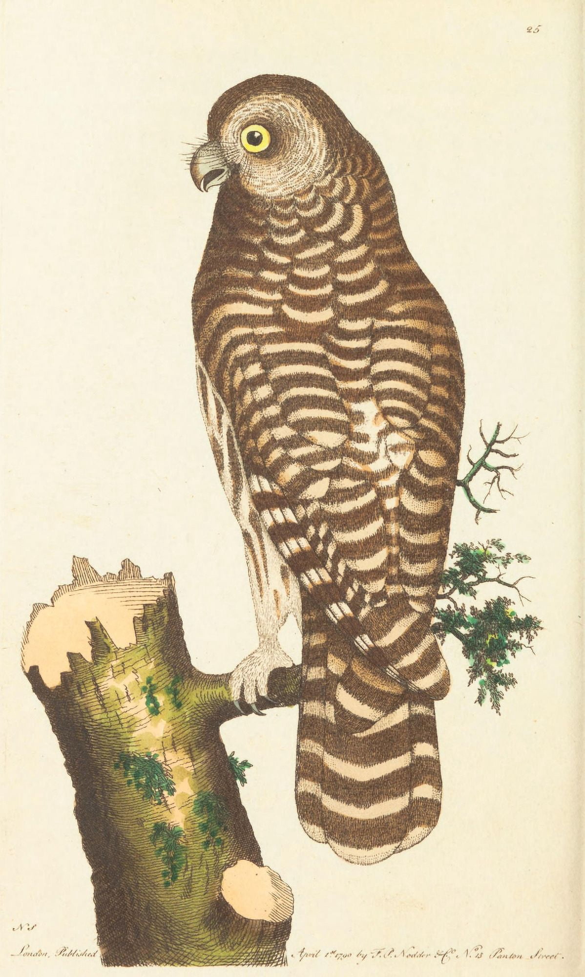 Naturalists Miscellany 1789 Clouded Owl Canvas Art - George Shaw (18 x 24)