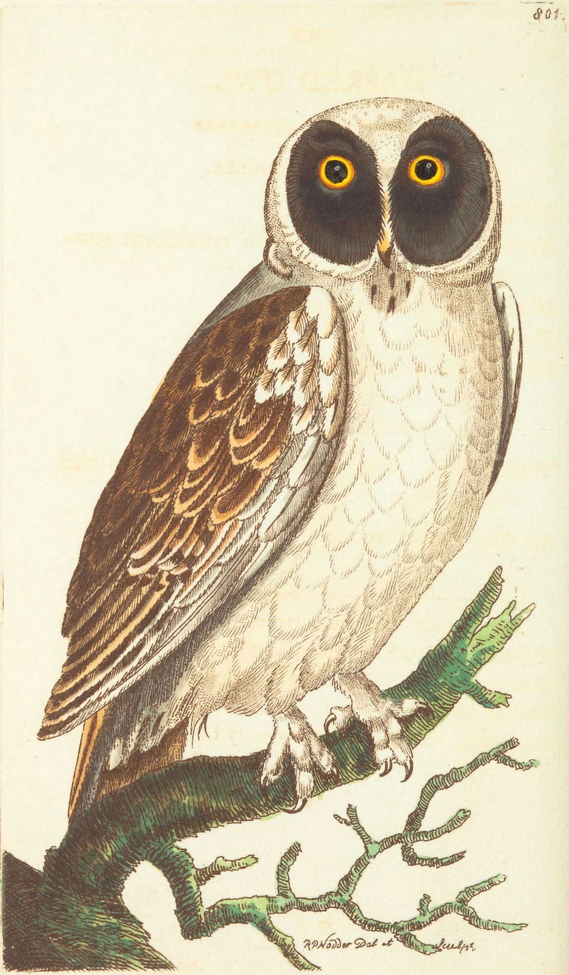 Naturalists Miscellany 1789 Masked Owl Canvas Art - George Shaw (18 x 24)