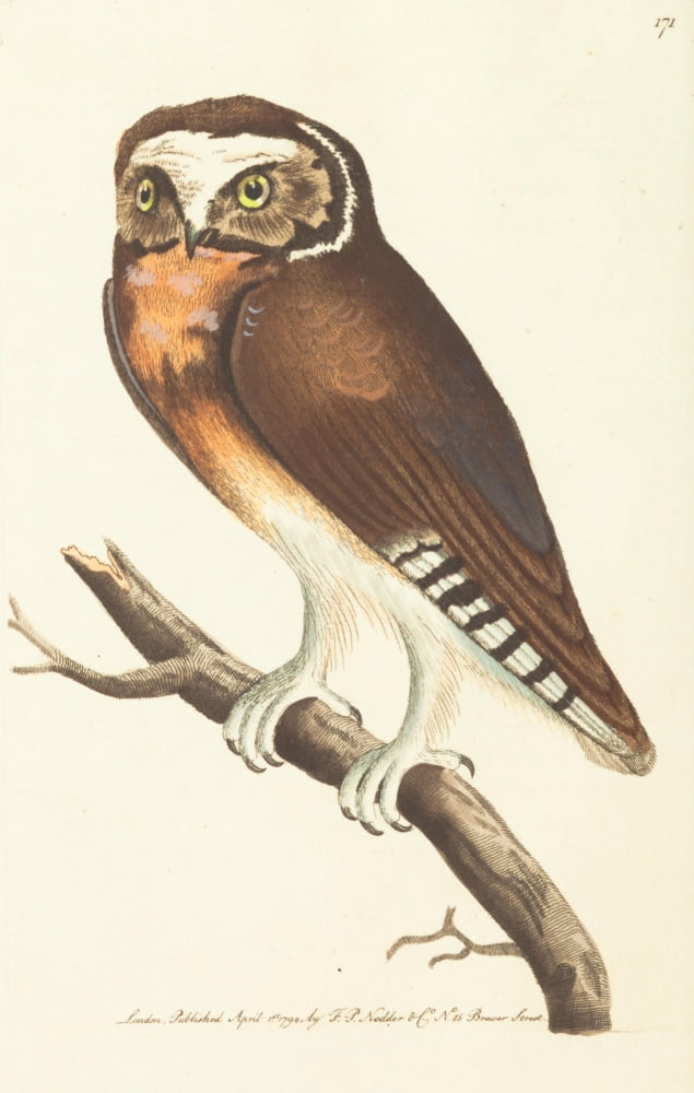 Naturalists Miscellany 1789 White-fronted Owl Canvas Art - George Shaw (18 x 24)